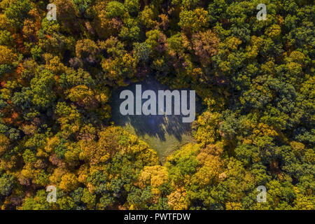 Luftaufnahme von herzförmige Forest Lawn im Herbst von einer Drohne Stockfoto