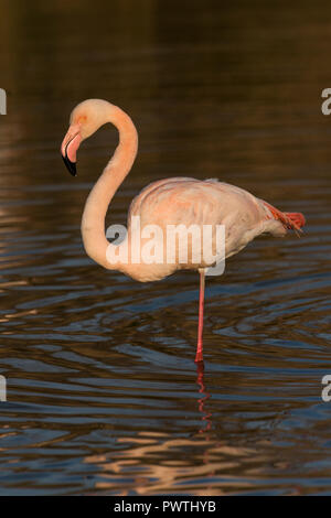Mehr Flamingo (Phoenicopterus Roseus) Stehen auf einem Bein im Wasser, Abendlicht, Camargue, Frankreich Stockfoto