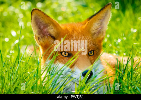 Fuchs, wild, native, kultige Britische Säugetier. Eine Nahaufnahme eines jungen Fuchs in funkelnden grünen Gras im Sommer gelegt. Wissenschaftlicher Name: Vulpes vulpes Stockfoto