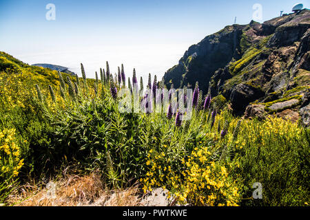 Bunte Blumen wachsen zwischen den verbrannten Bäume an den Hängen des Pico Arieiro auf der Insel Madeira, Portugal. Stockfoto