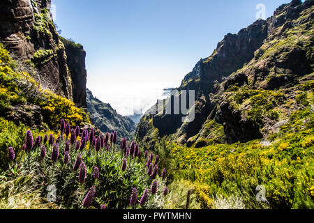 Bunte Blumen wachsen zwischen den verbrannten Bäume an den Hängen des Pico Arieiro auf der Insel Madeira, Portugal. Stockfoto