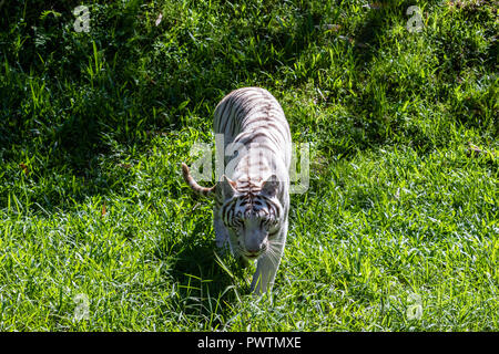 White Bengal Tiger (Panthera tigris) zu Fuß auf Gras, Büsche in den Hintergrund. Stockfoto