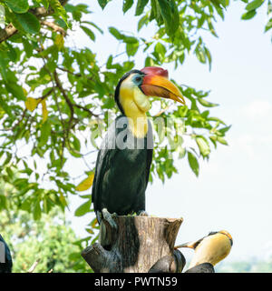 Faltige Hornbill, Sunda zerknittert Nashornvogel oder Aceros Corrugatus. Es ist ein großer Vogel mit schwarzen Federn und der Hals ist leuchtend gelb, rot Casque auf t Stockfoto