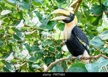 Männer Great Hornbill oder Buceros bicornis. Es ist ein großer Vogel mit weißen und schwarzen Federn und helle gelbe und schwarze Casque auf seine massiven bi Stockfoto