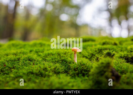 Wald Pilze ganz nah am Tag isoliert Stockfoto