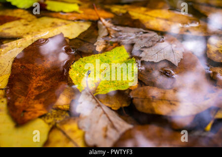 Schönen Herbst Blätter auf dem Boden in dem Park am Tag Stockfoto