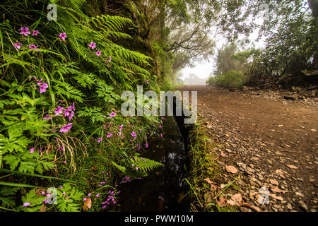 25 Fontes 25 Quellen Levada Wanderungen Traill, Rabacal, Madeira Portugal Stockfoto