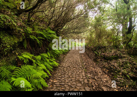 25 Fontes 25 Quellen Levada Wanderungen Traill, Rabacal, Madeira Portugal Stockfoto