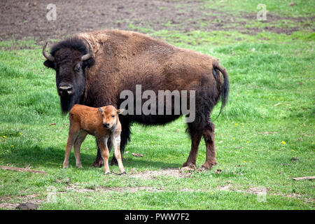 Mutter mit Baby Büffel Kalb in einer Ranch corral. Wahrscheinlich für die Zucht und mageres Fleisch Produktion verwendet. Pierz Minnesota MN USA Stockfoto