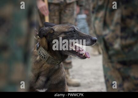 Cpl. Kuko, eine militärische Gebrauchshund, hört, wie seine Förderung des Haftbefehls Sergeant während seiner Promotion Zeremonie in Pohang, Südkorea, Juli 1, 2017 gelesen wird. MWDs ausgebildet zu unterwerfen Verdächtigen einzuschüchtern, bevor sie tödliche Gewalt zu verwenden oder, Sie sind auch zur Detektion von Sprengstoffen, Drogen und anderen schädlichen Materialien verwendet. Kuko ist mit 3. Strafverfolgung Bataillon, III Marine Expeditionary Force Headquarters Group, III Marine Expeditionary Force. Stockfoto