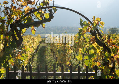 Metall Gartentor und Bogen mit Weinstock und Weinberg im goldenen Herbst Farben Stockfoto