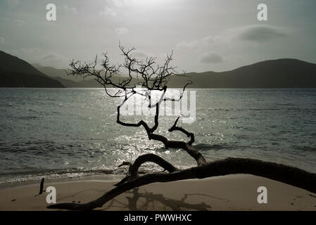 Toter Baum und Strand. Die Küste der Karibik Playa Cristal" in der Nähe von Tayrona Nationalpark, Kolumbien. Sep 2018 Stockfoto