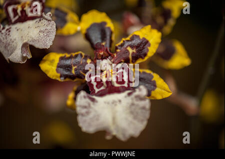 Bizarre Orchidee - Die Ballerina Orchidee. Seltene Orchidee, die aussehen wie eine Ballerina. Stockfoto