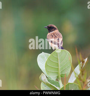 Sibirische/asiatischen Schwarzkehlchen hocken auf riesigen MILKWEED Stockfoto