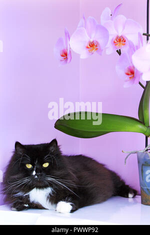 Katze und rosa Orchideen auf Hintergrund. Modernes Interieur. Schwarz inländische pet. Dekorative blühende Orchidee. Innenraum cat Stockfoto