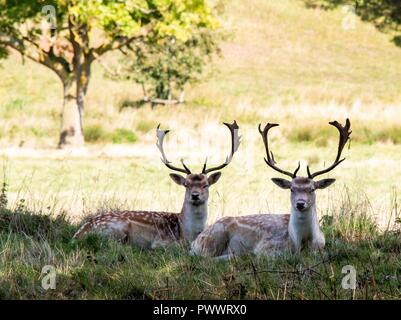 Hirsche im Herbst Stockfoto