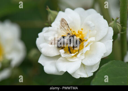 Eine weibliche ashy Bergbau Biene, Andrena Zinerarie, Landung auf dem weiße Blüte einer Rose 'Rambling Rector, ein Sommer pollinator, Juni Stockfoto
