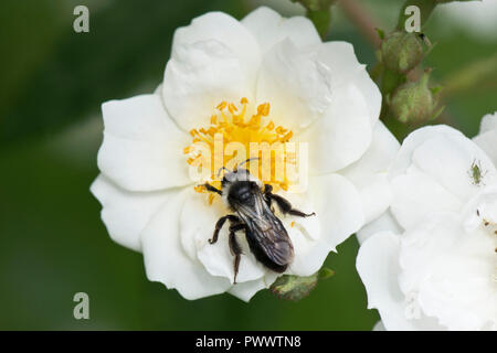 Eine weibliche ashy Bergbau Biene, Andrena Zinerarie, Landung auf dem weiße Blüte einer Rose 'Rambling Rector, ein Sommer pollinator, Juni Stockfoto