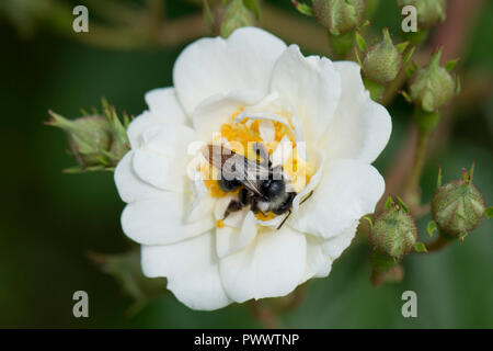 Eine weibliche ashy Bergbau Biene, Andrena Zinerarie, Landung auf dem weiße Blüte einer Rose 'Rambling Rector, ein Sommer pollinator, Juni Stockfoto