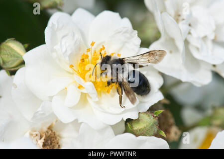 Eine weibliche ashy Bergbau Biene, Andrena Zinerarie, Landung auf dem weiße Blüte einer Rose 'Rambling Rector, ein Sommer pollinator, Juni Stockfoto
