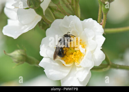 Eine weibliche ashy Bergbau Biene, Andrena Zinerarie, Landung auf dem weiße Blüte einer Rose 'Rambling Rector, ein Sommer pollinator, Juni Stockfoto