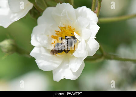 Eine weibliche ashy Bergbau Biene, Andrena Zinerarie, Landung auf dem weiße Blüte einer Rose 'Rambling Rector, ein Sommer pollinator, Juni Stockfoto