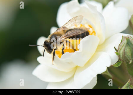 Eine weibliche orange-tailed Bergbau Biene, Andrena haemorrhoa, Landung auf dem weiße Blüte einer Rose 'Rambling Rector, ein Sommer pollinator, Juni Stockfoto