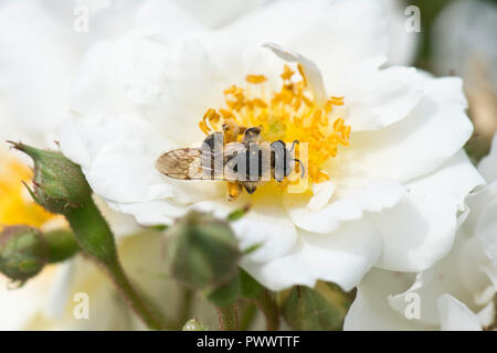 Eine weibliche orange-tailed Bergbau Biene, Andrena haemorrhoa, Landung auf dem weiße Blüte einer Rose 'Rambling Rector, ein Sommer pollinator, Juni Stockfoto