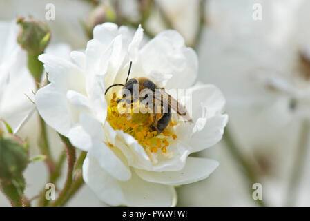 Eine weibliche orange-tailed Bergbau Biene, Andrena haemorrhoa, Landung auf dem weiße Blüte einer Rose 'Rambling Rector, ein Sommer pollinator, Juni Stockfoto