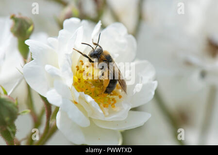 Eine weibliche orange-tailed Bergbau Biene, Andrena haemorrhoa, Landung auf dem weiße Blüte einer Rose 'Rambling Rector, ein Sommer pollinator, Juni Stockfoto