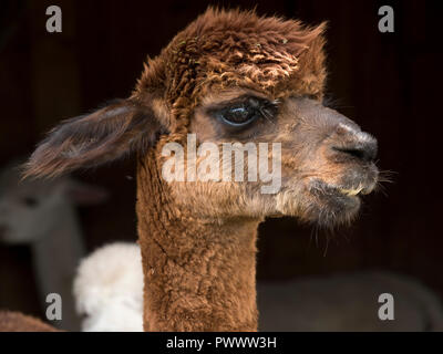 Eine braune huacaya Alpaka vor kurzem abgeschert Kopf, Ohren, Nase, Augen, ungepflegt, Berkshire, September Stockfoto