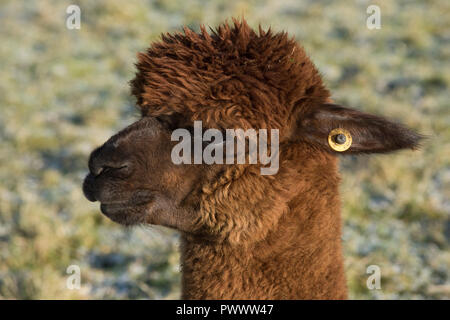 Eine braune huacaya Alpaka Kopf, Ohrmarke, Nase, Ohren, Augen mit haarfaser wächst im Winter, Berkshire, Februar Stockfoto