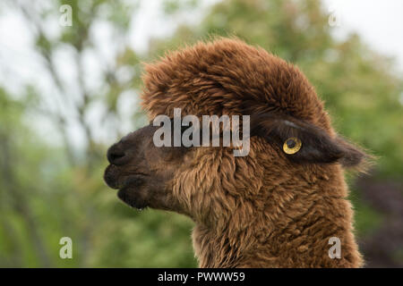 Eine braune huacaya Alpaka Kopf und Ohr-Tag mit haarfaser vor Scheren, Berkshire, Mai Stockfoto