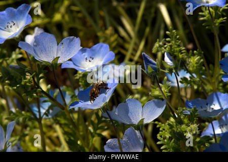 Zarte Baby blaue Augen Blumen mit einem braunen Honey Bee bestäuben sie.. Stockfoto