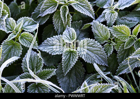 Brennnessel Blättern bedeckt mit Frost Stockfoto