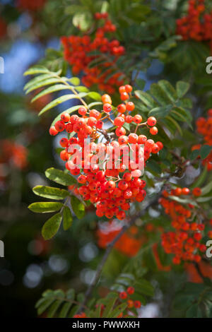 Rote Vogelbeeren (Sorbus aucuparia) leuchtet bei Sonnenschein. Stockfoto