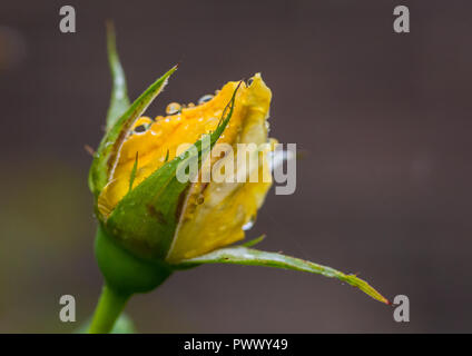 Eine Makroaufnahme von Regentropfen, die auf eine gelbe Rose Knospe. Stockfoto