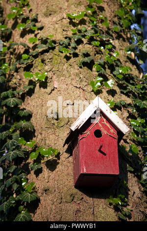 Rote hölzerne Vogel Haus gegen den Baumstamm zwischen Efeu Blätter in warmes Abendlicht Stockfoto
