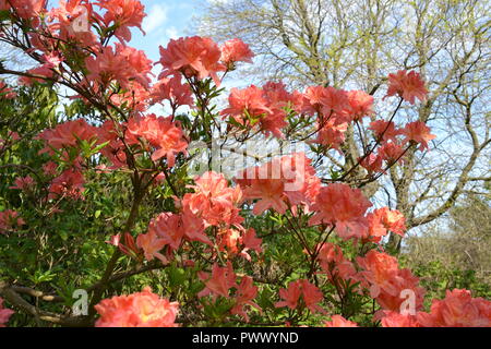 Azalea an Emmetts Garden, Kent, North Downs, England, UK. Der frühe Frühling. Eine schöne National Trust Garten hoch auf greensand Ridge. Stockfoto