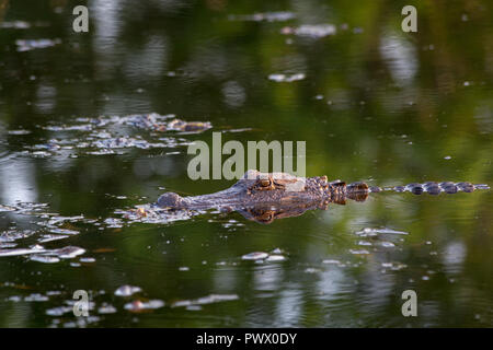 Ein alligator Scanfläche des Bayou für potenzielle Nahrung. Bayou Sauvage National Wildlife Refuge, Louisiana Stockfoto