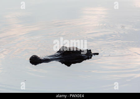 Der ein Krokodil Kopf über der Oberfläche ein Bayou ausgesetzt. Bayou Sauvage National Wildlife Refuge, Louisiana Stockfoto