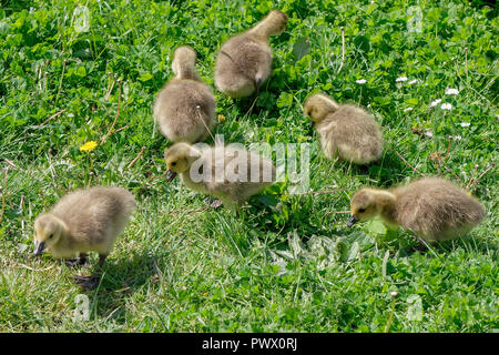 Kanadagans (Branta canadensis) Gänschen am Ufer der Themse Stockfoto