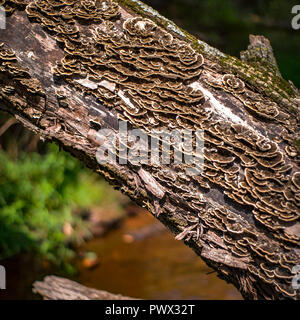 Pilze wachsen auf der Rinde eines Baumes Stockfoto