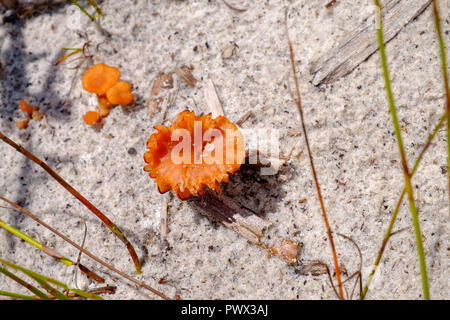 Lake McKenzie - Fraser Island Stockfoto