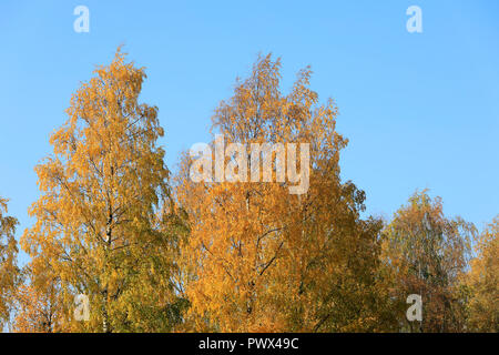 Gelbe Laub von Birken, Betula pendula, gegen den blauen Himmel an einem sonnigen Tag im Herbst. Stockfoto