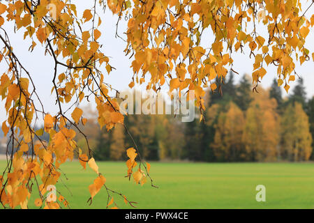 Gelbe Laub von eine Birke, Betula pendula, im Herbst mit Herbst Wald im Hintergrund. Stockfoto