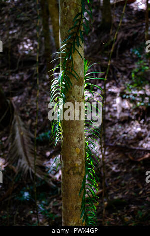 Hauptbahnhof - Fraser Island Stockfoto