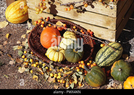 Vielfalt der Kürbisse in den Warenkorb Herbst themed Rustikal im Freien noch Leben Stockfoto
