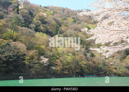 Kirschblüte in Kyoto Arashiyama Stockfoto