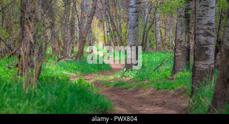 Trail windet sich durch weiße bellte Bäume in Provo Stockfoto